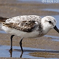 Sanderlings are not so common in North Queensland.<br />Canon EOS 7D + EF400 F5.6L